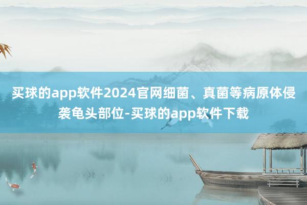 买球的app软件2024官网细菌、真菌等病原体侵袭龟头部位-买球的app软件下载
